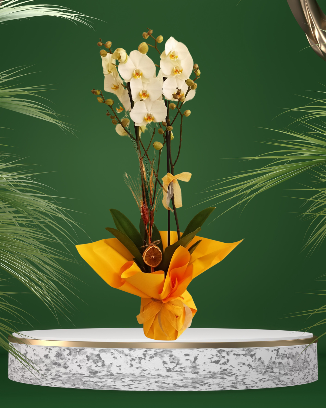 Çift Dallı Beyaz Orkide