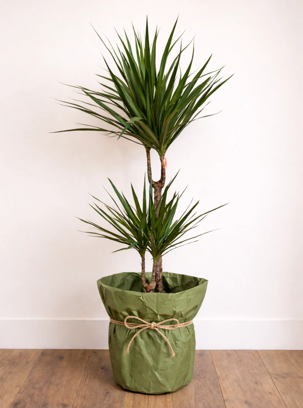 Dracaena Marginata