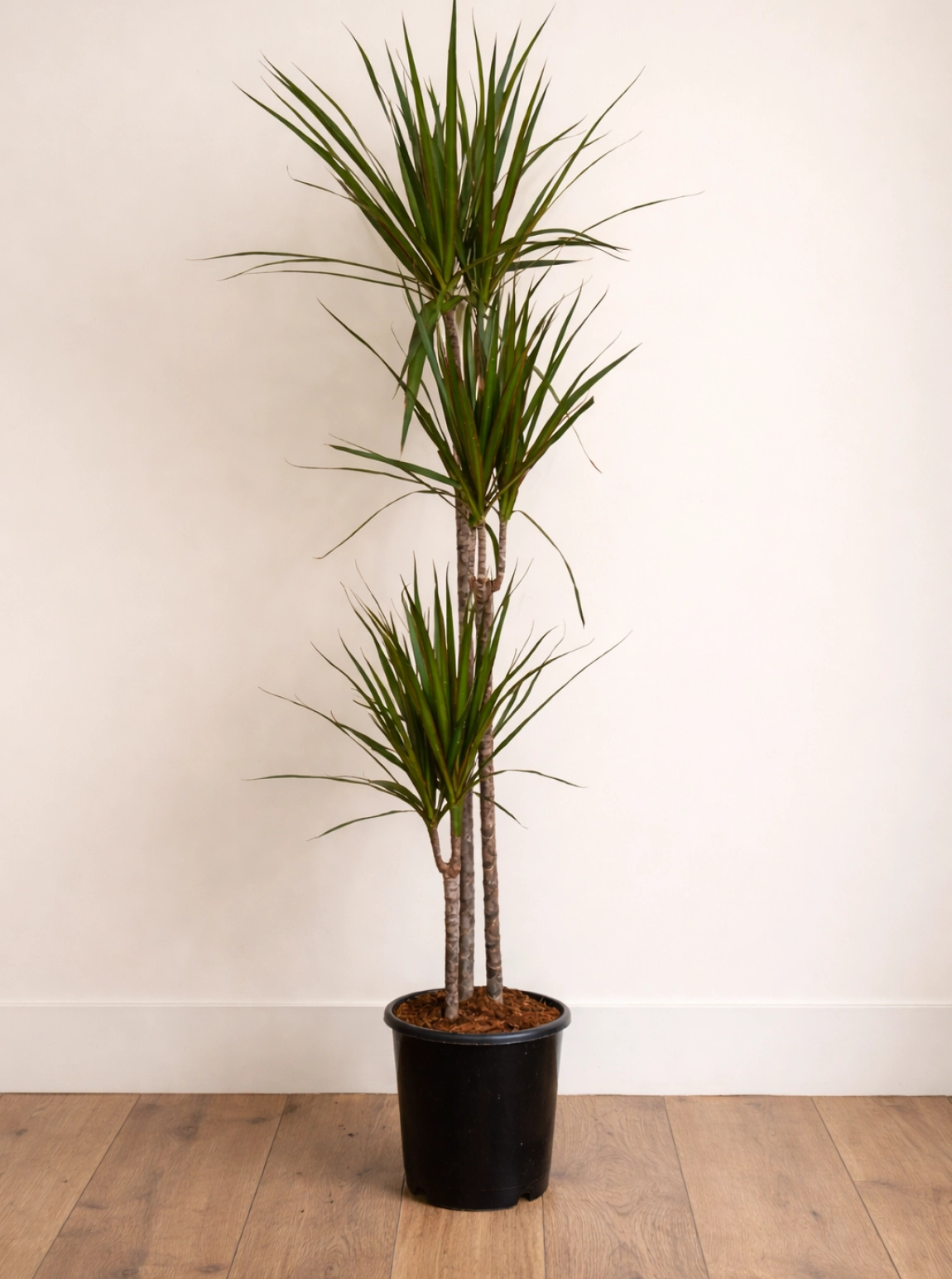 Dracaena Marginata