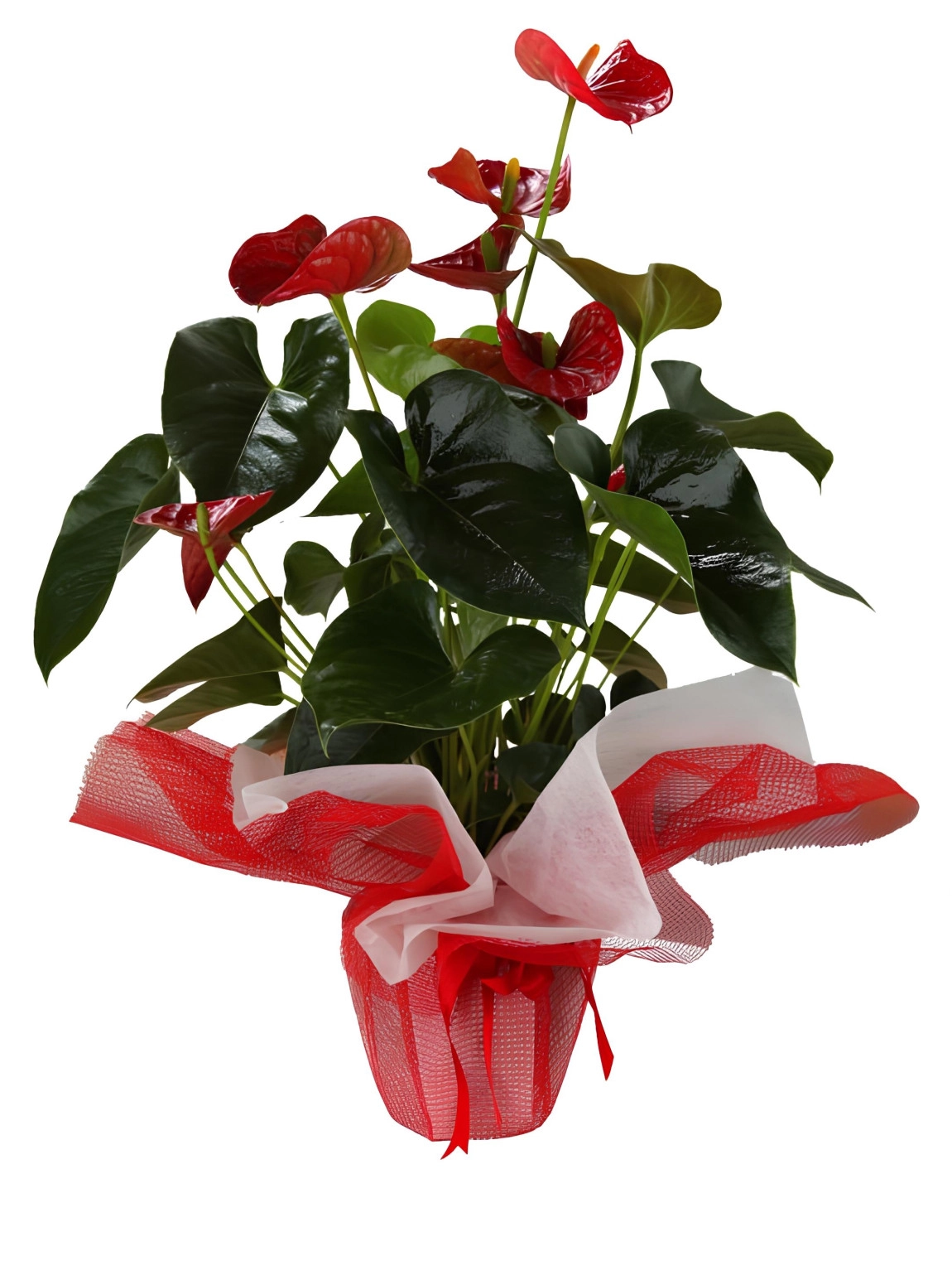 Kırmızı Antorium Büyük Boy