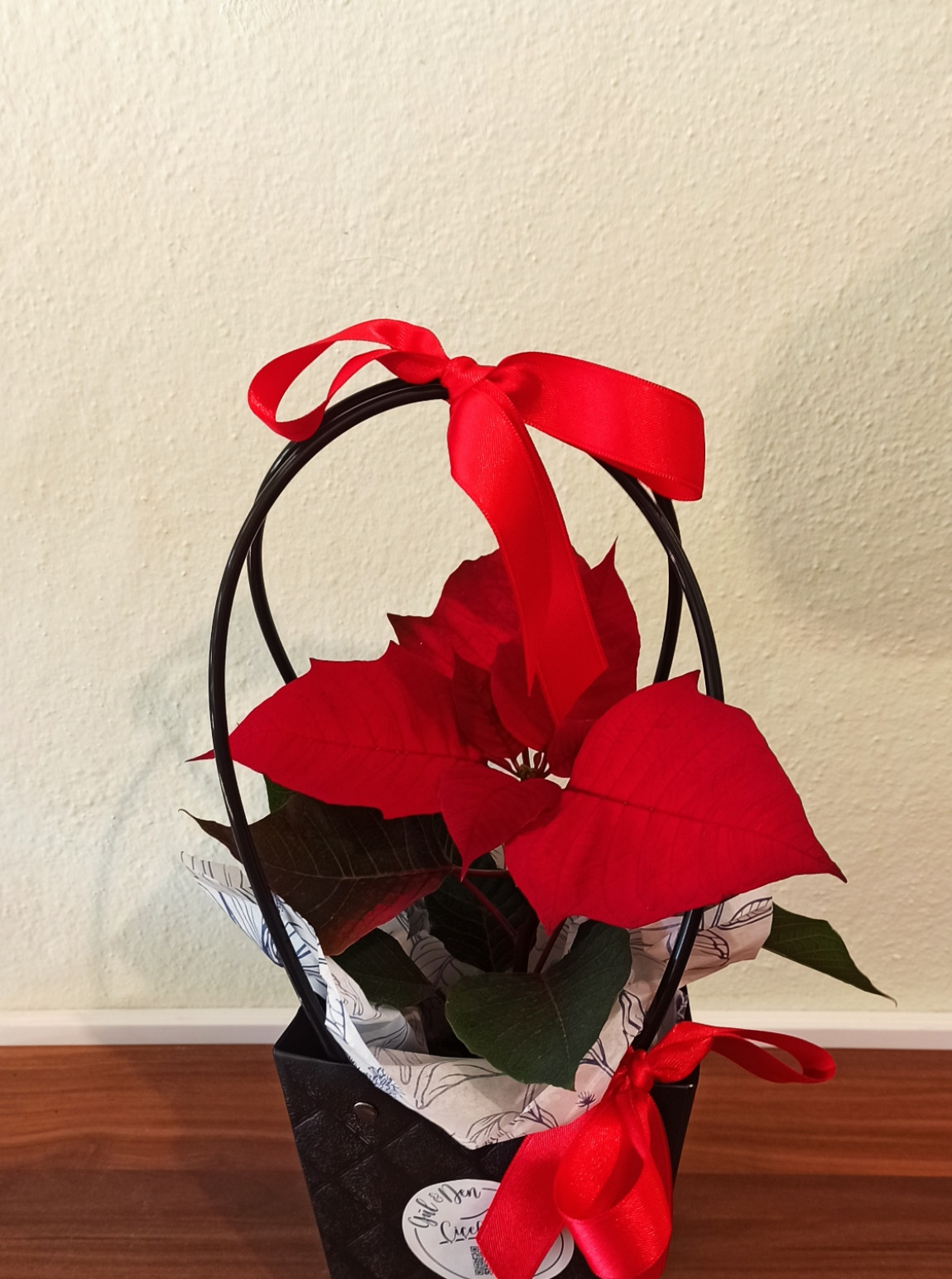 Kırmızı Poinsettia (Atatürk Çiçeği)