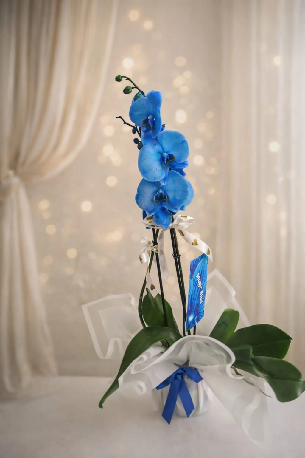 Magic Blue Çift Dal Orkide