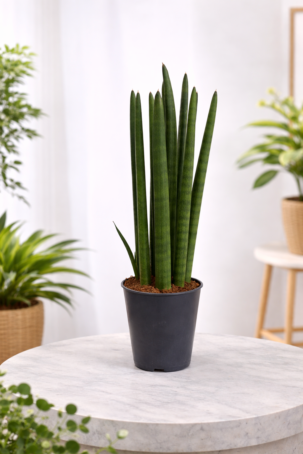Sansevieria (Düz Paşa Kılıcı)