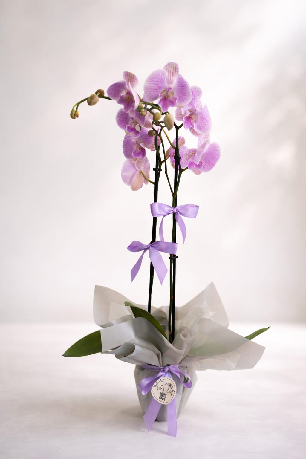 Soft Lila Phalaenopsis