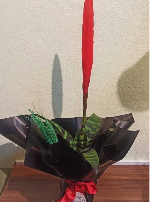 Alev Kılıcı Çiçeği - Vriesea Carinata Kırmızı