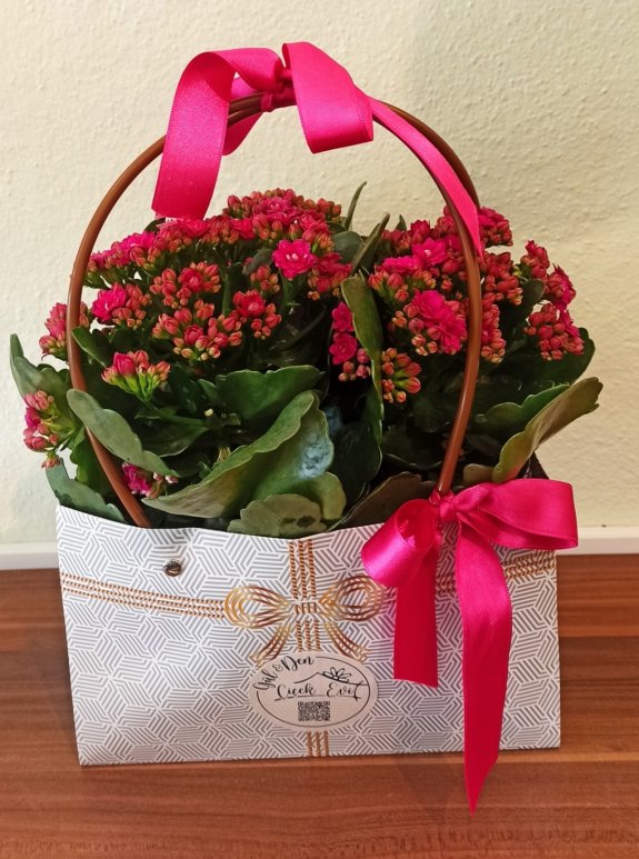 Büyük Boy Kalanchoe Çiçeği (Pembe)