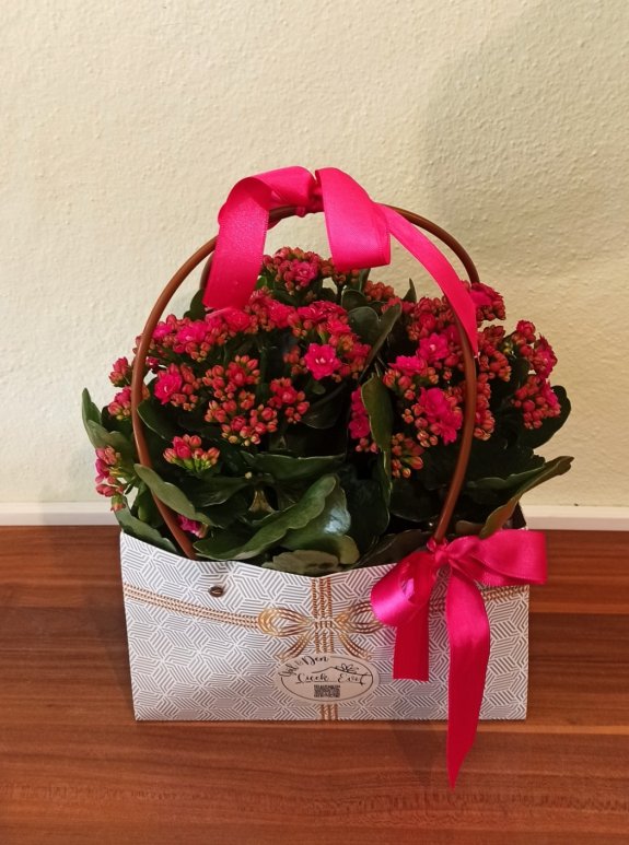 Büyük Boy Kalanchoe Çiçeği (Pembe)