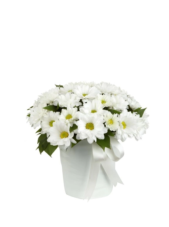 Beyaz Seramik Saksıda Papatyalar