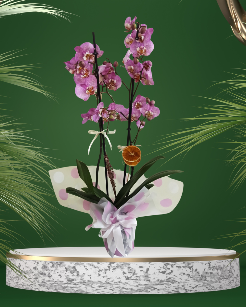 Çift Dallı Renkli Orkide