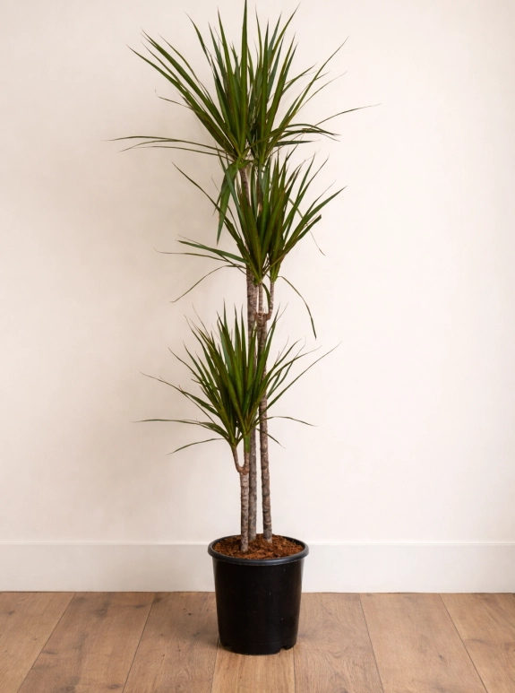 Dracaena Marginata