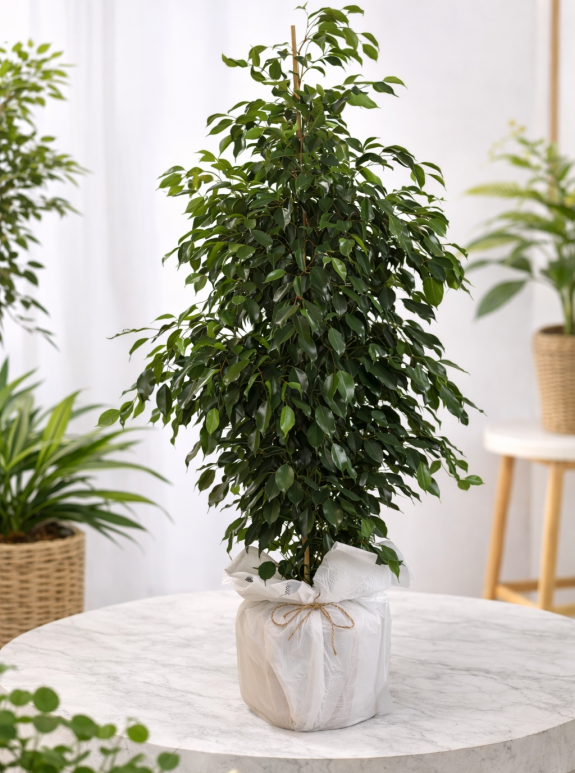 Ficus Benjamin