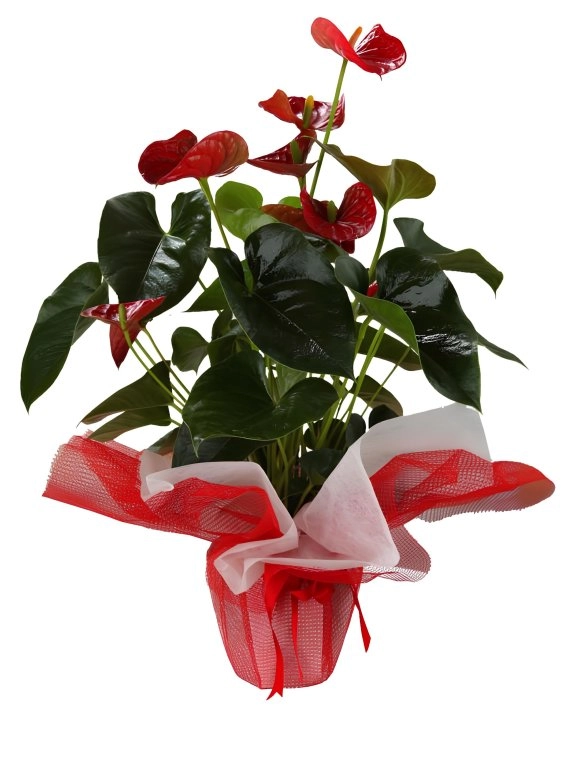 Kırmızı Antorium Büyük Boy