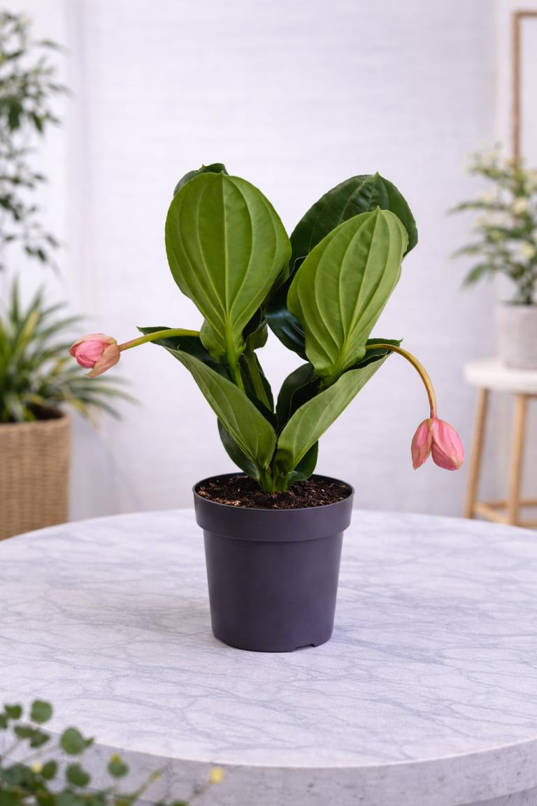 Medinilla Magnifica (Medinella)