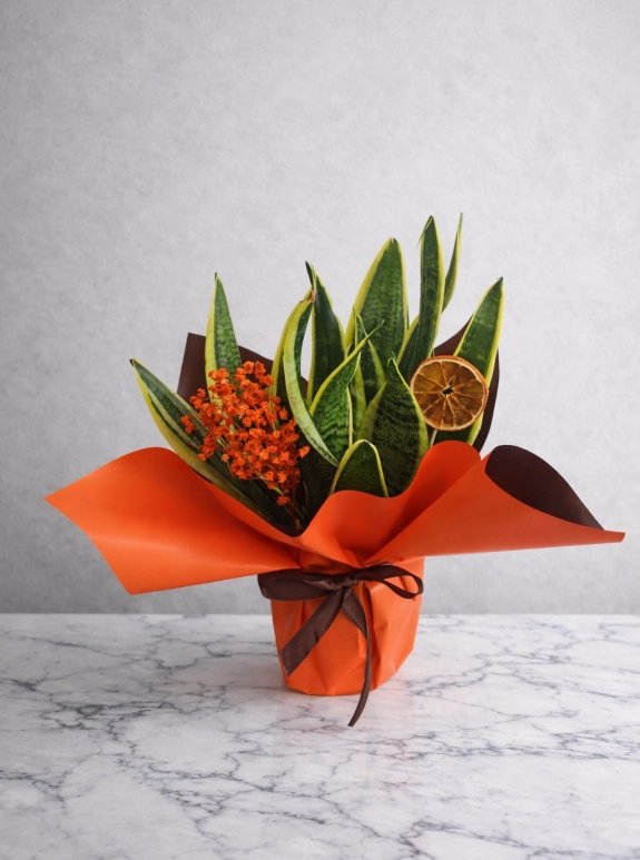 Modern Sansevieria Aranjmanı