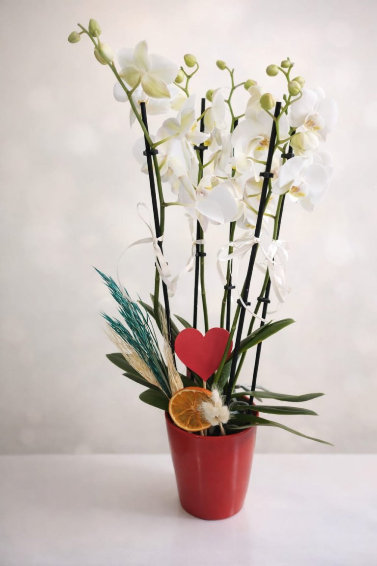 Pure Elegance 5 Dal Orkide