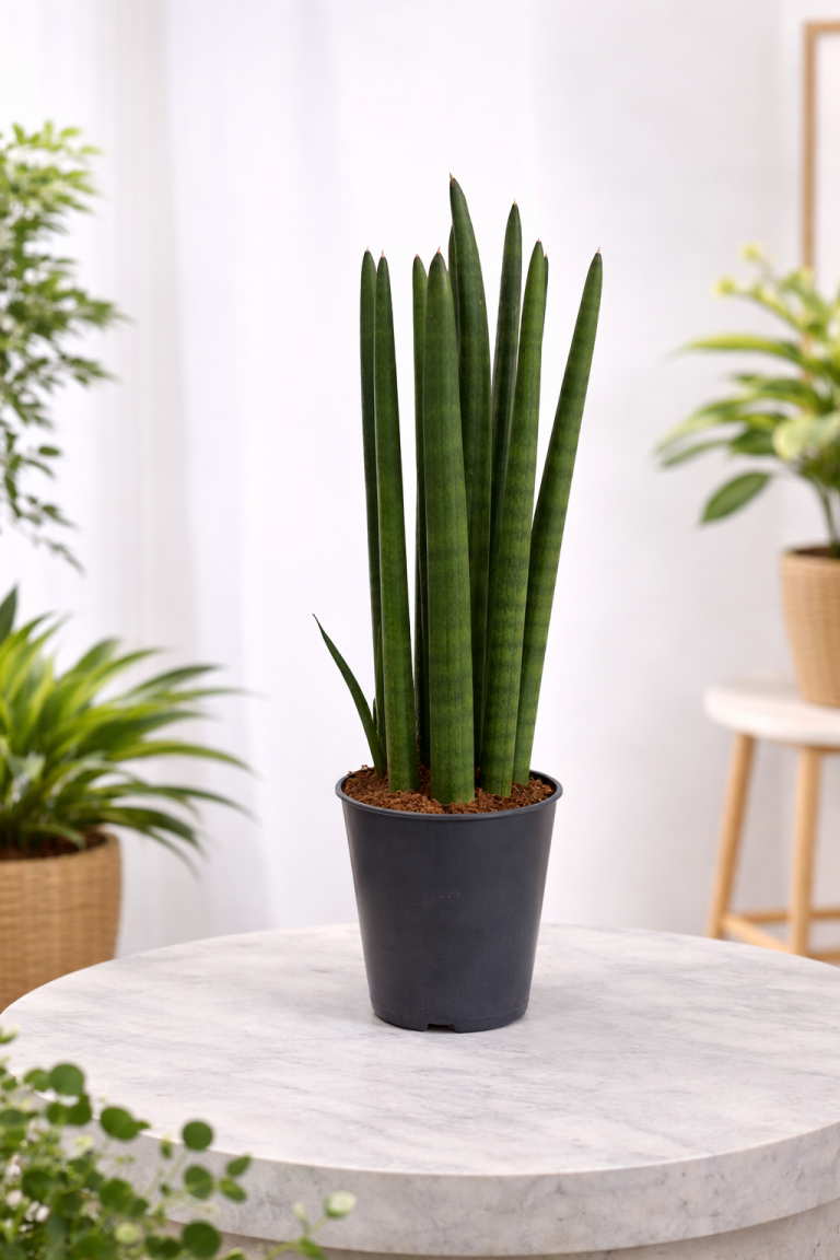 Sansevieria (Düz Paşa Kılıcı)
