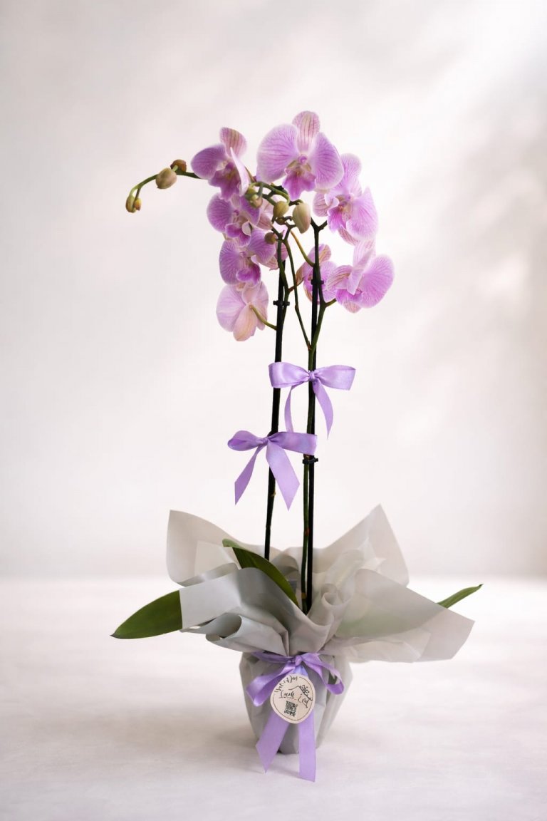 Soft Lila Phalaenopsis