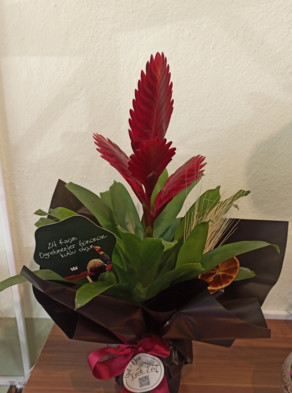 Virezya Çiçeği Kırmızı