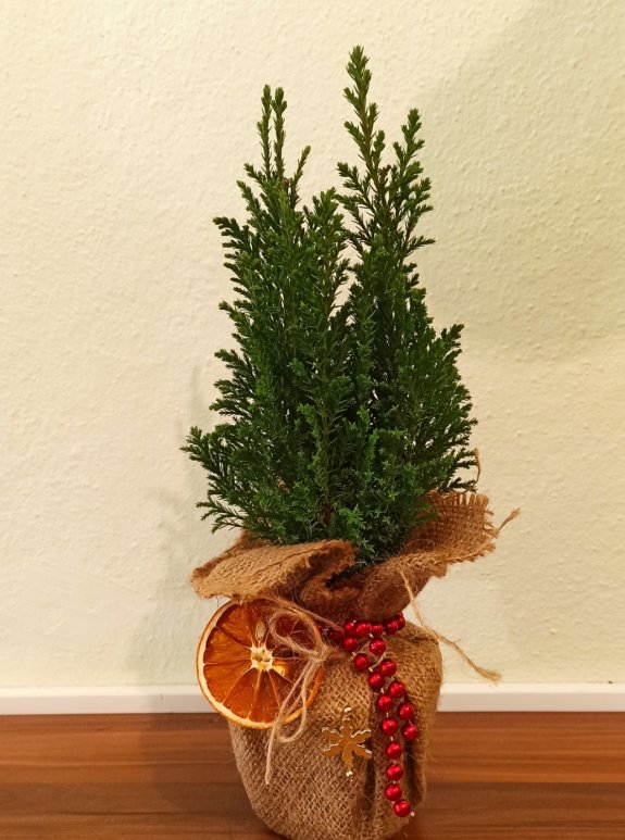 Yeni Yıl Dekoratif  Çam