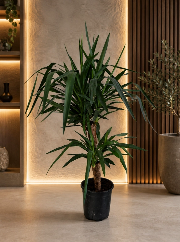 Yucca