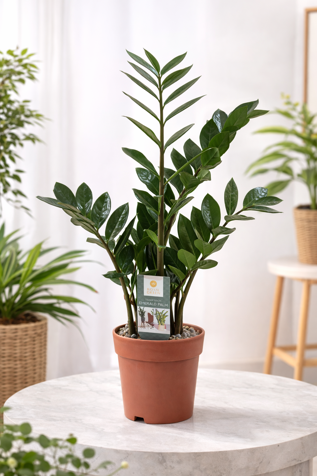 Xl Boy Zamia, Zz Çiçeği